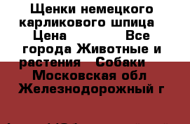 Щенки немецкого карликового шпица › Цена ­ 20 000 - Все города Животные и растения » Собаки   . Московская обл.,Железнодорожный г.